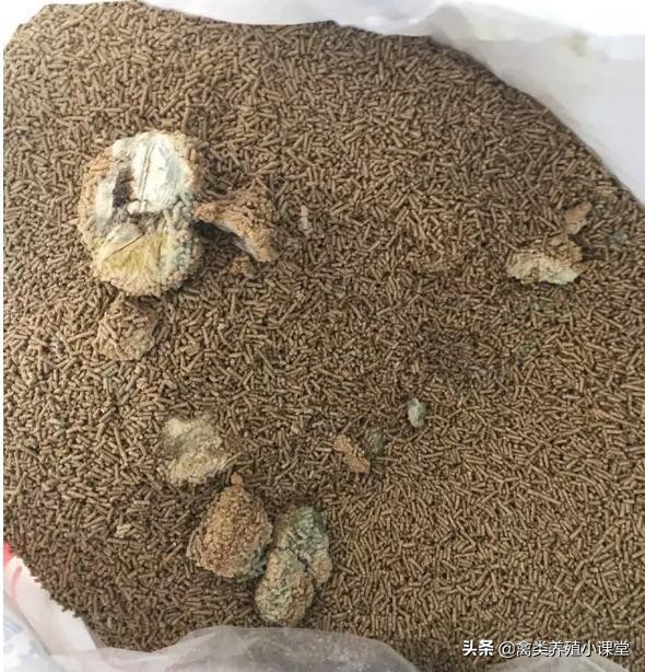 预防鸡禽流感用什么产品,鸡为什么会得霍乱