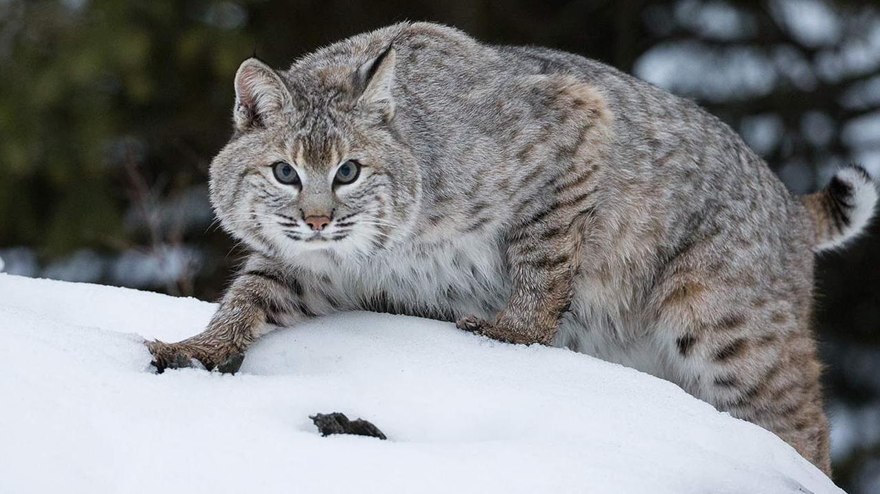 加拿大短尾猫捕食渔貂,渔貂和短尾猫搏斗视频