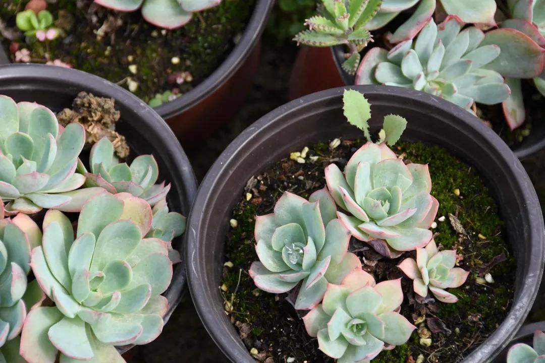 成都新都区军屯镇郭家村,成都新都军屯郭家村