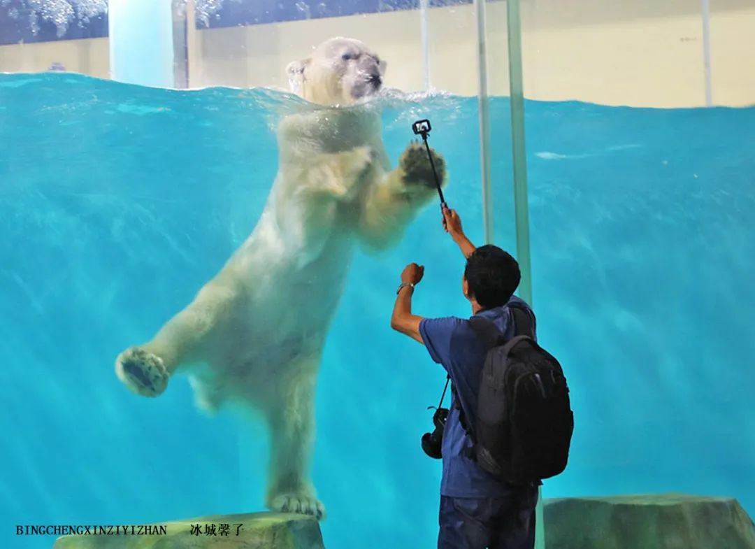 走进哈尔滨完整视频,走进哈尔滨海洋馆