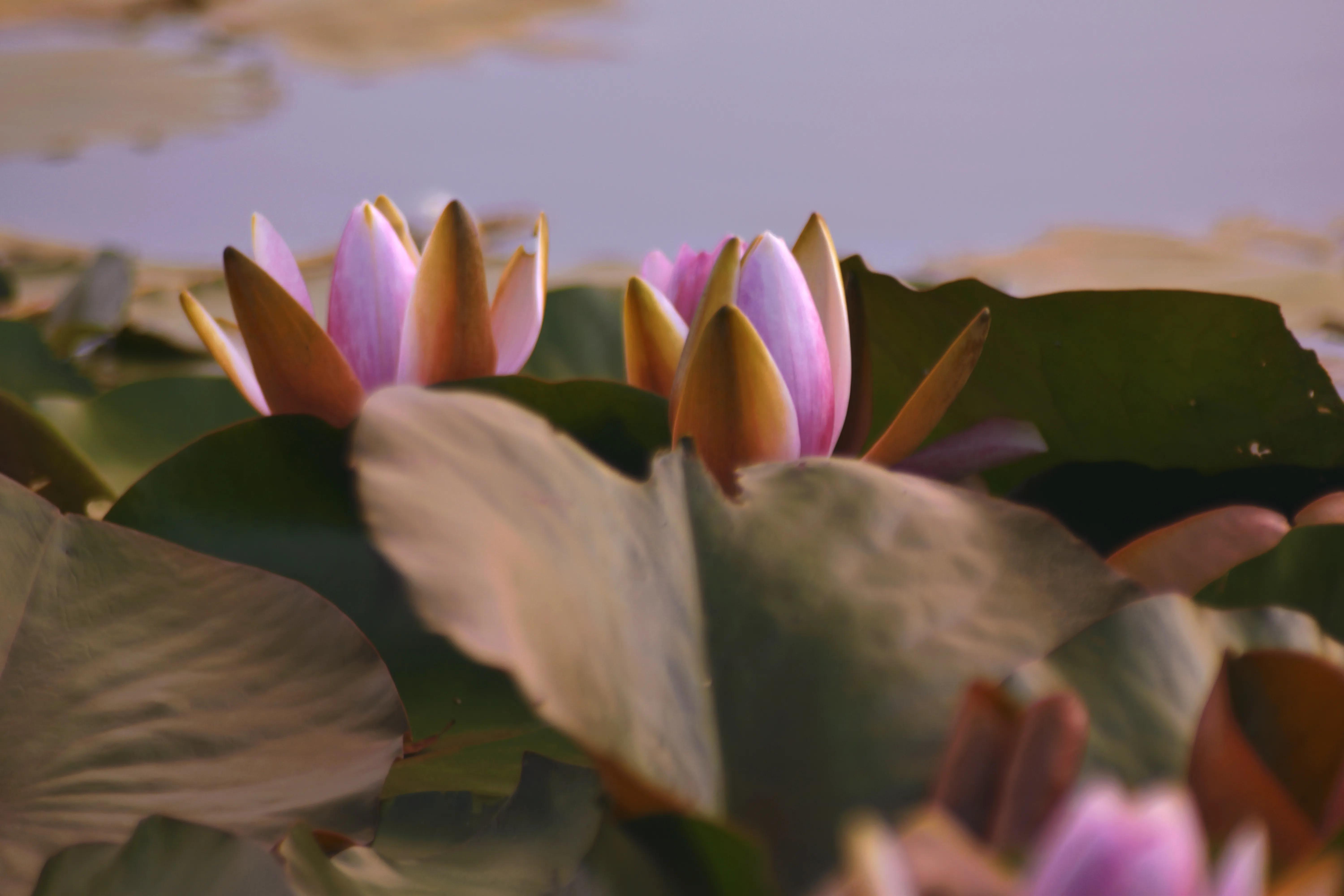 尼康d300s加腾龙18-200镜头,腾龙镜头70200a009人像效果