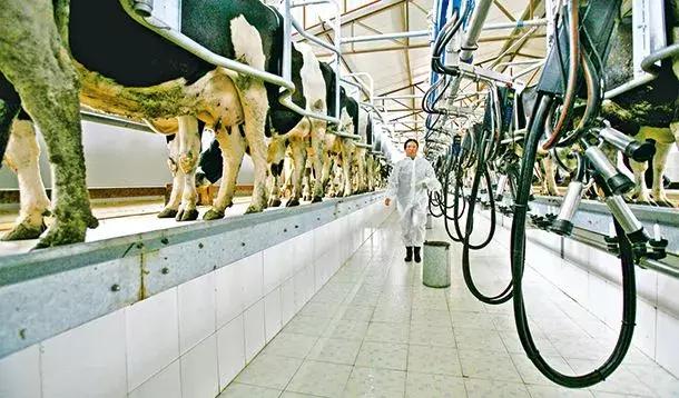 为什么圣牧有机的便宜,圣牧2023年业绩