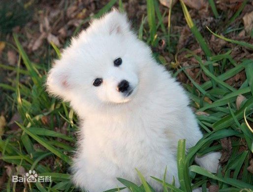 小型犬品种大全及图片柯基犬,不掉毛无体味性格温顺的小型犬