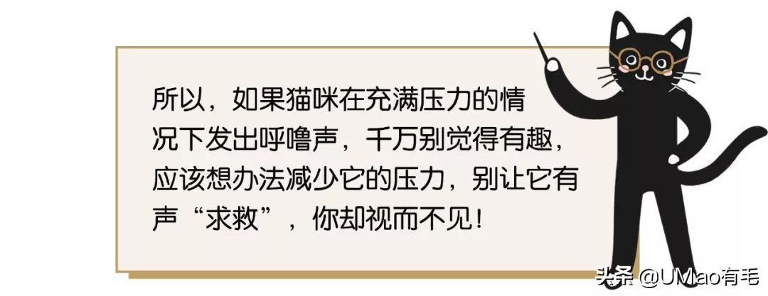 猫为什么会打呼噜？而且人类听了还特别爽？抖m吗？