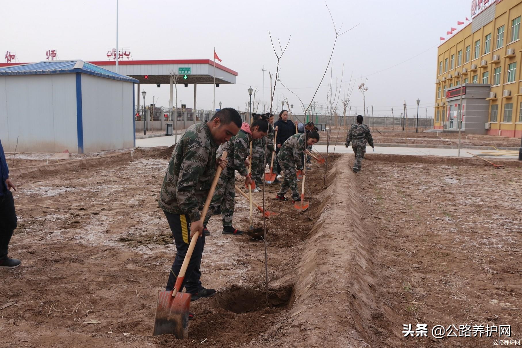 公路养护网:*疆新**喀什伽师收费站开展植树造林