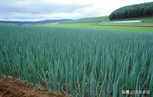 大葱生地蛆是怎么回事,大葱移栽后有地蛆怎样处理