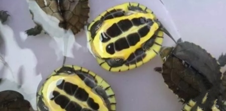 养龟技巧,养龟绝密配方大全