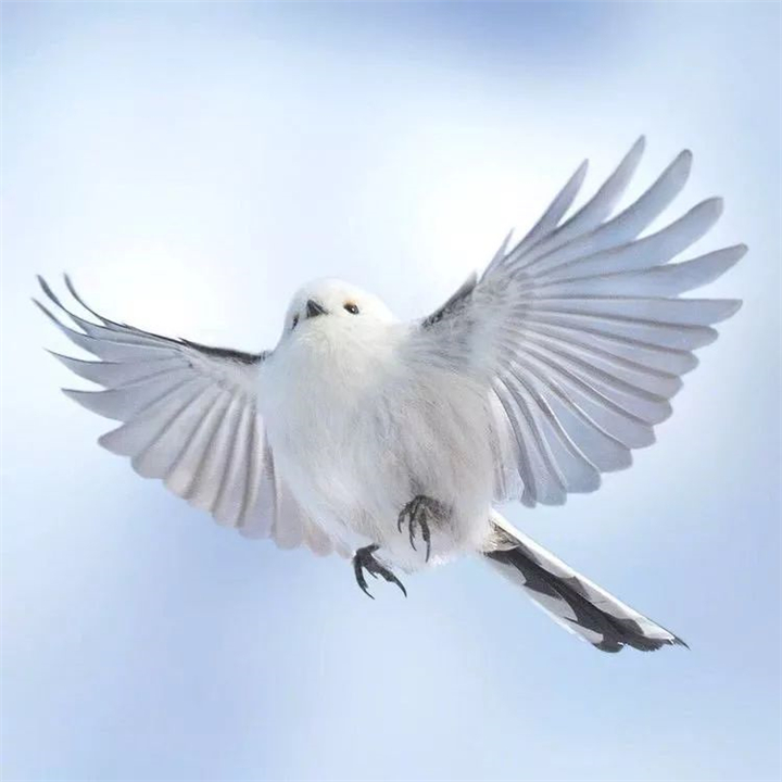 因为太萌差点成为“国鸟”的小肥啾:美丽在可爱面前一无是处