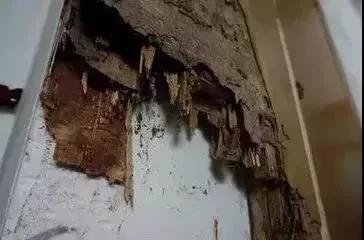 大量飞蚁进屋注意事项,广西人看到飞蚁有多兴奋