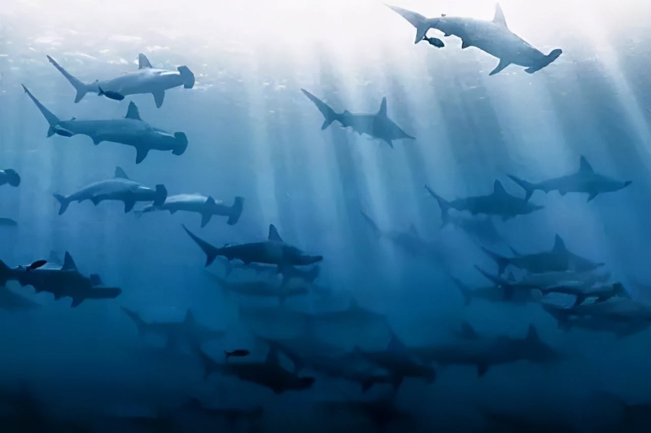 船宿潜水到底是什么,潜水新手能去船宿吗