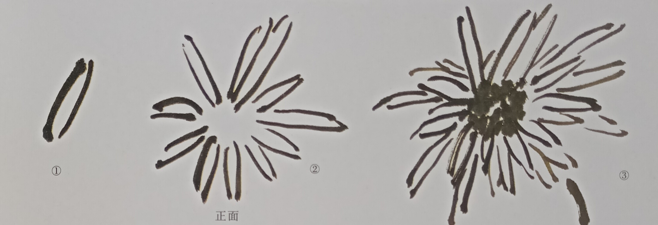 国画菊花初学者怎么画视频,圆形卡纸怎样画菊花国画