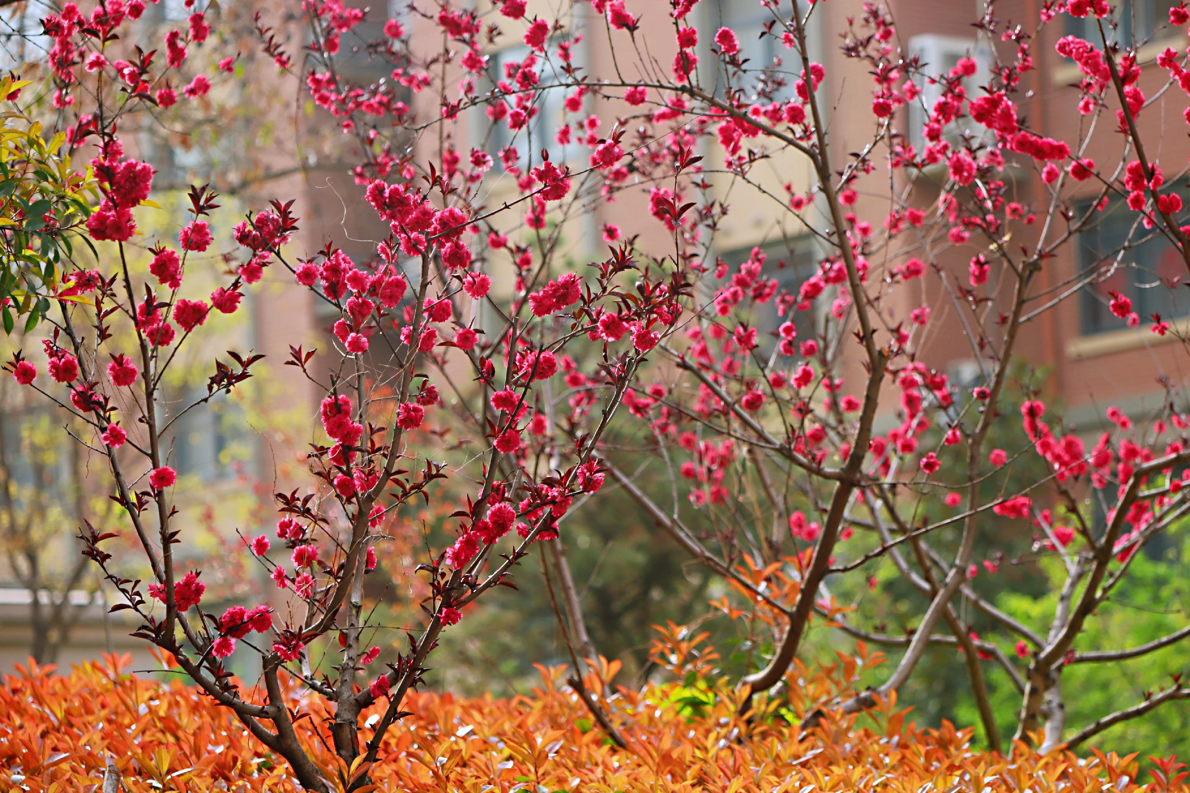 骏景花园116平米,骏景花园小区效果图