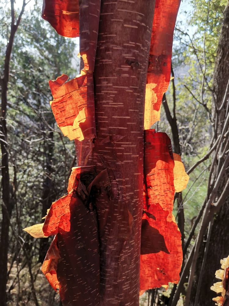 20201101惊悚之行~首阳山大坪梁单日横穿+原返