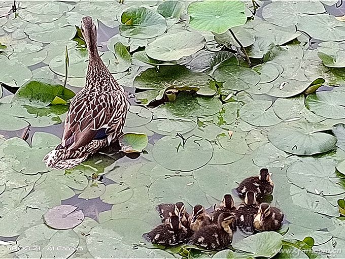 iqooz1天玑1000是骁龙多少,iqooz1全面评测首发天玑1000plus