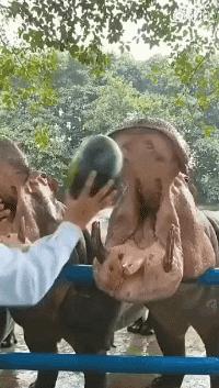 在山上遇到什么野果,在山上遇到哪些野菜