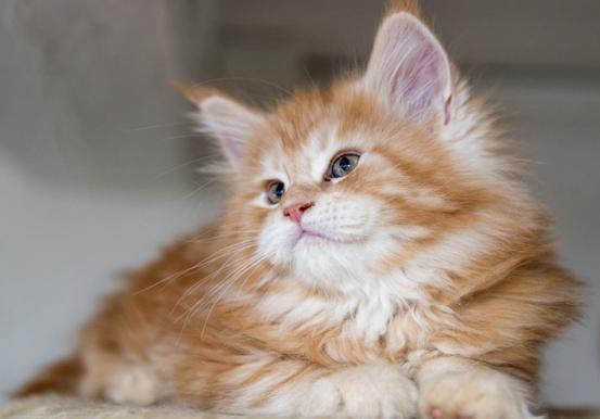 挑选健康猫咪,如何挑选一只粘人又听话的小猫咪