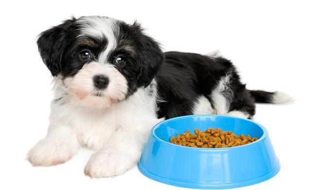 狗狗食欲不振,主要4大原因!作为主人你了解多少?