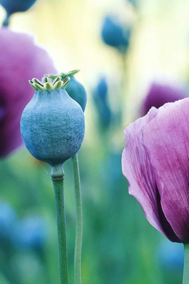 金三角为什么那么多毒,金三角毒源原因