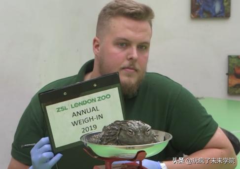 熊猫称完体重后自闭,当熊猫称完体重自闭