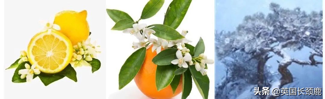 英国香水哪些系列,小众英伦风香水