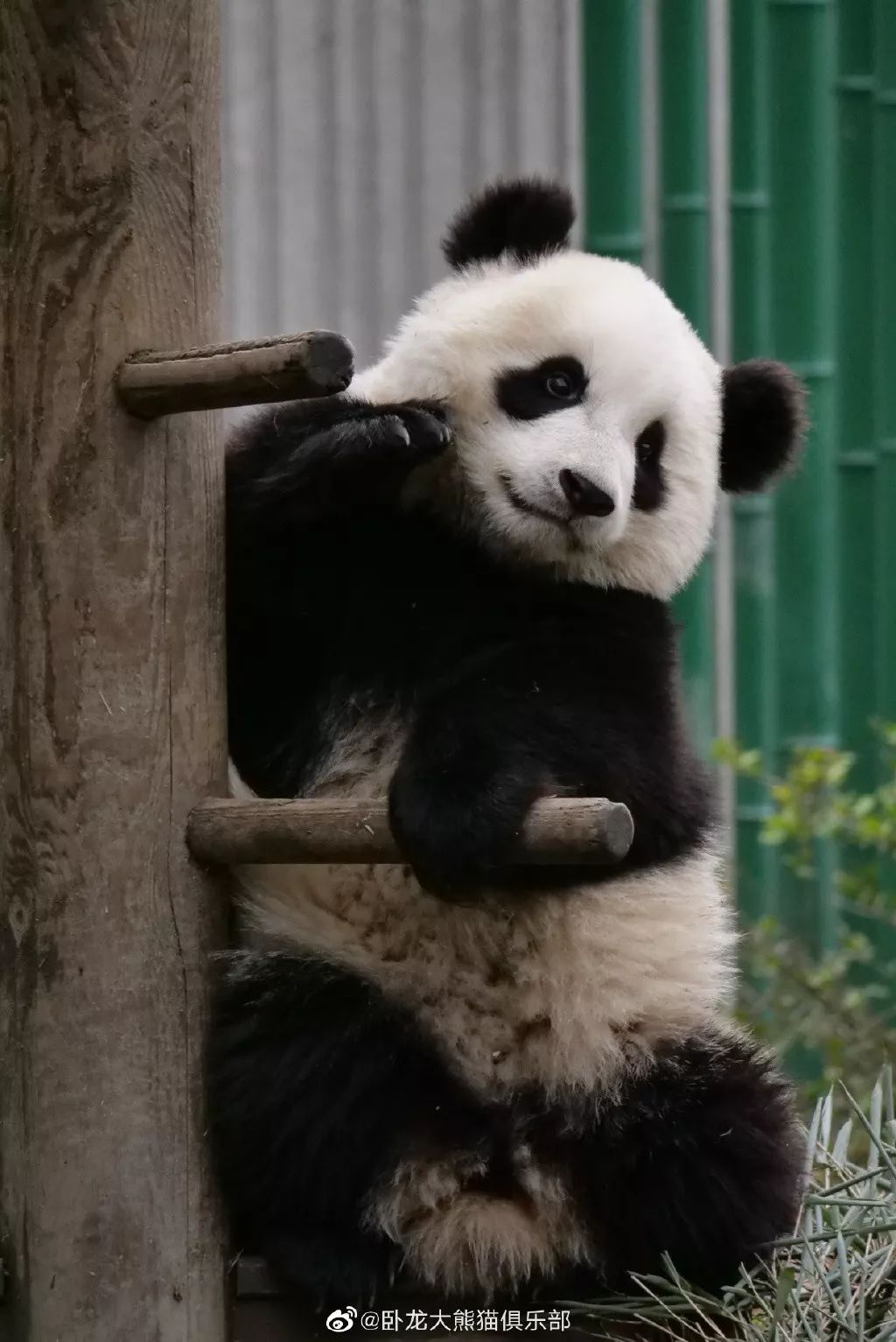 为什么全世界都喜欢大熊猫,世界各地的人们都喜爱大熊猫英语