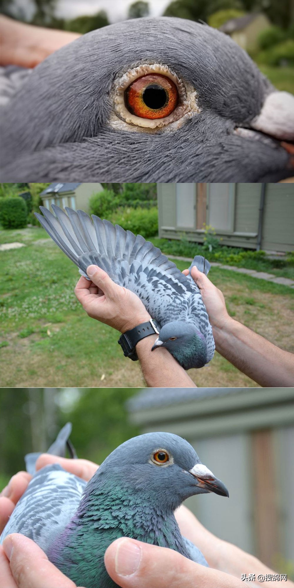 2020年比利时波治I冠军赏析