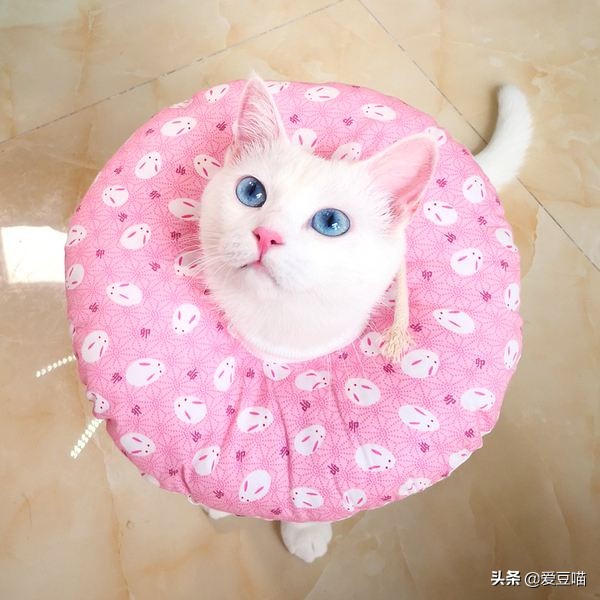 猫癣反反复复要怎么治疗好,猫癣反反复复好不了怎么办