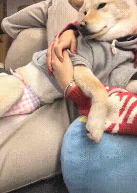 备孕家里的毛孩子怎么办,毛孩子发情期注意事项