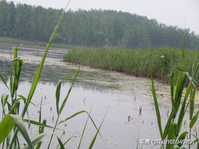 天然大钓场,天然氧吧钓场