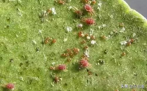 家庭防治虫害的最佳方法,自制蔬菜种植除虫小妙招