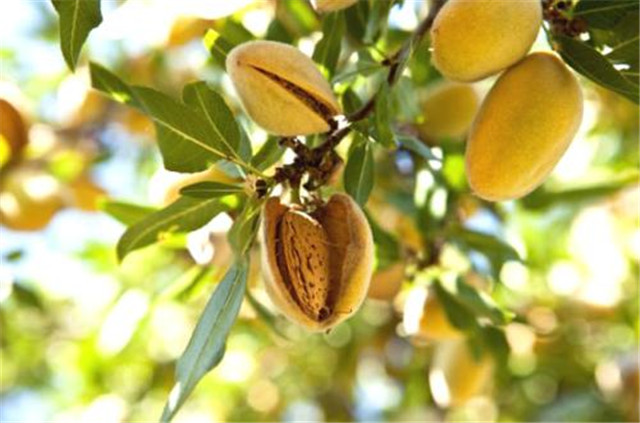 杏仁的种植方法和管理,杏仁种植的方法