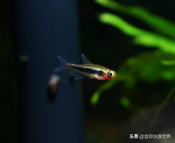 最好看的鱼灯,哪些灯鱼发色好看