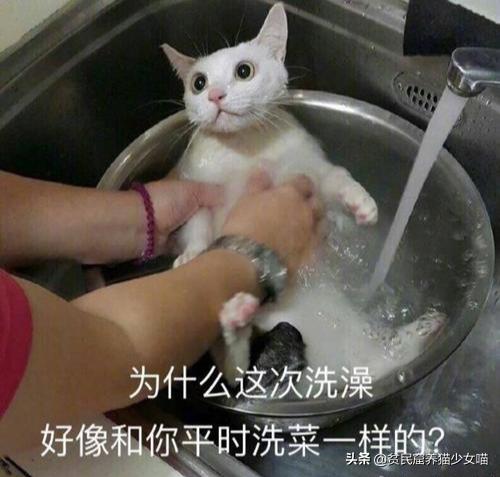 洗猫妙招,洗猫绝招