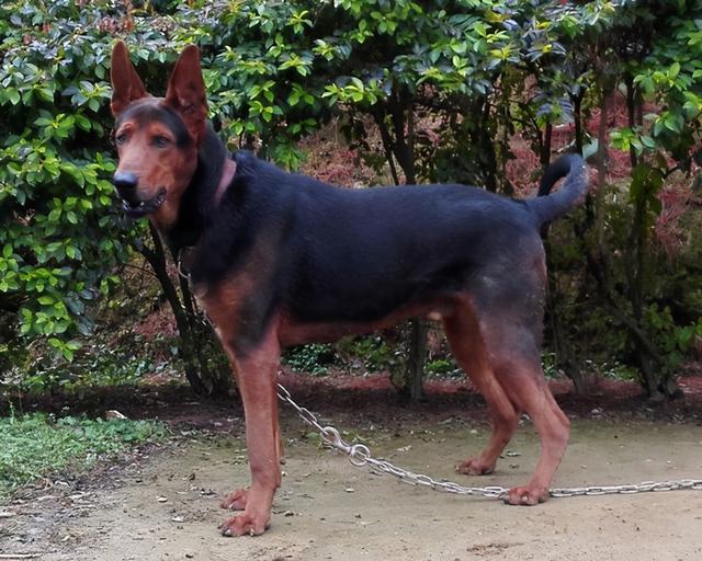 中国有哪些狗狗品种,来自中国的狗狗有哪些