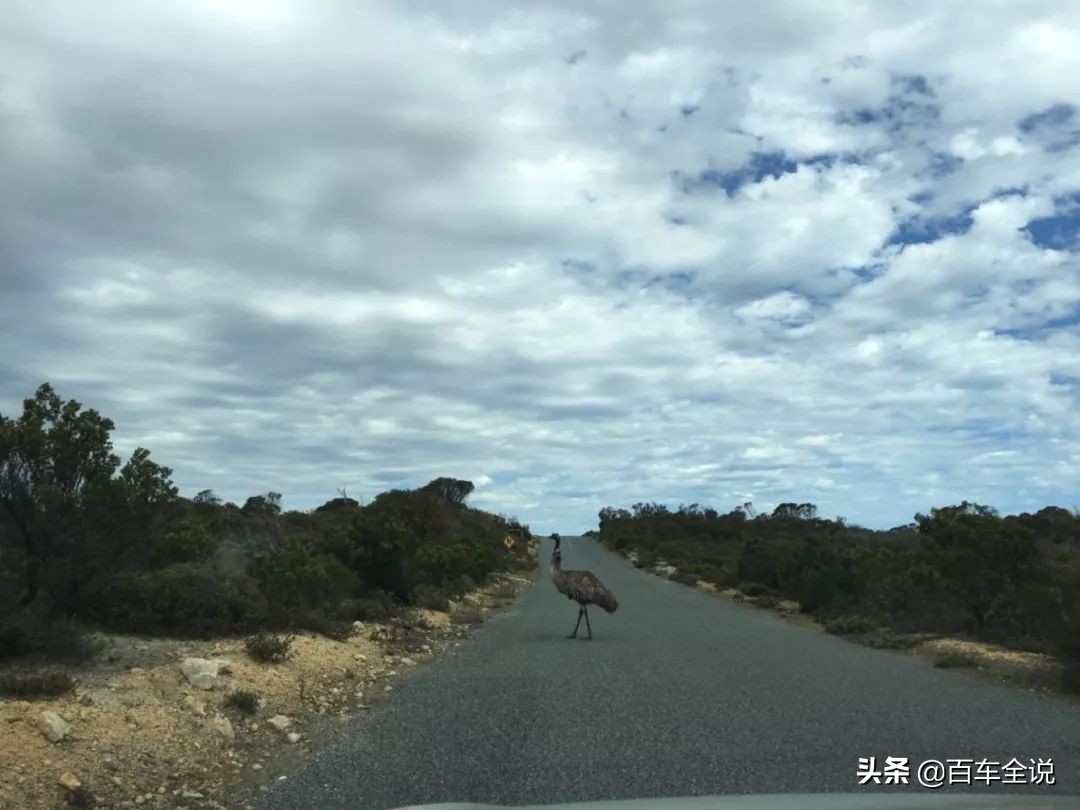 「澳洲系列」你吃过袋鼠吗？我撞过