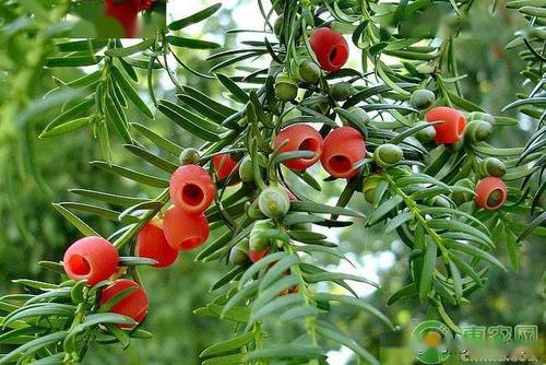 中华人民共和国野生植物保护名录,濒危保护植物名录药用植物多少种