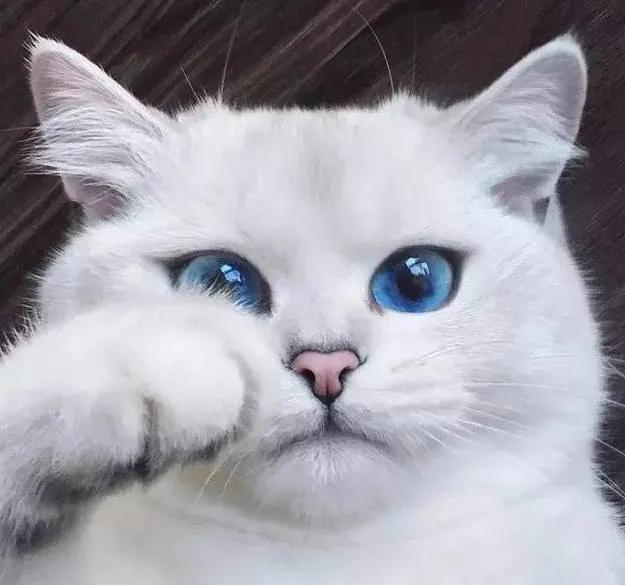 猫眼中好看的猫照片,猫眼猫咪原图