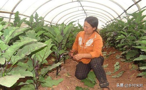 茄子产量少怎么补救,茄子长的品质不好的原因是什么