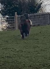 点进本文前，请控制好您的膀胱！（不然容易笑尿）