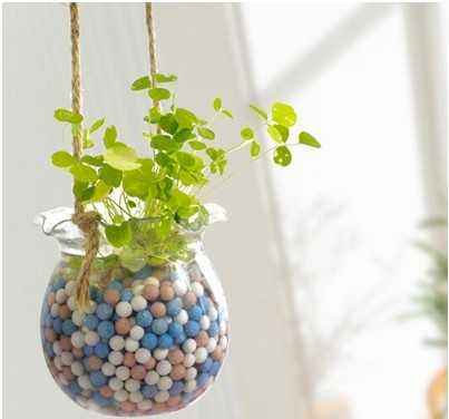 什么花放卫生间能去异味,卫生间养啥花除异味效果好