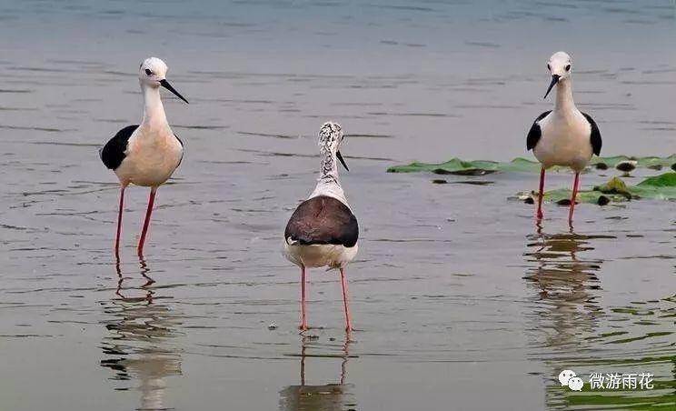 南京三桥湿地生态公园,南京三桥湿地公园