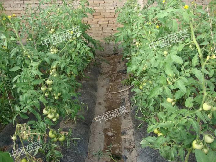 蚯蚓到底是益虫还是害虫,蚯蚓是益虫吗