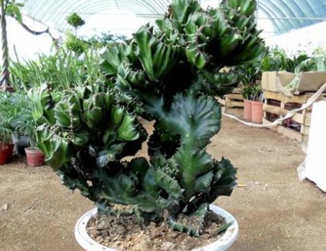 烂根的麒麟掌咋处理？不要病急“乱投医”，教你正确的处理方法