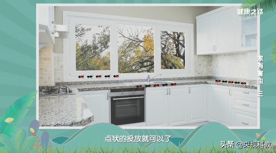 科学除四害视频,科学除掉蚂蚁