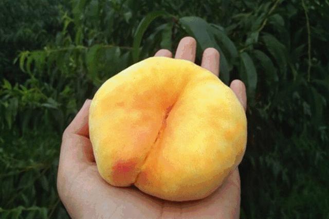 黄金蟠桃香甜美味脆甜多汁,脆甜爽口的黄金大蟠桃