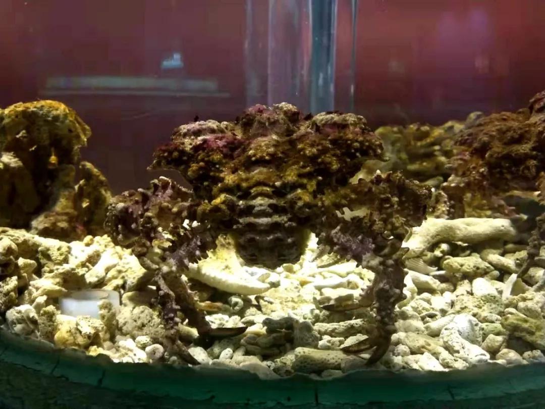 海底世界搬到自己家,海底世界聊城入园