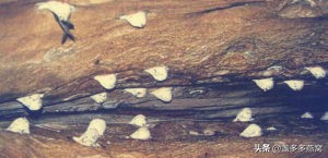 印尼燕窝跟马来西亚哪个好,印尼燕窝和马来燕窝有什么区别呢