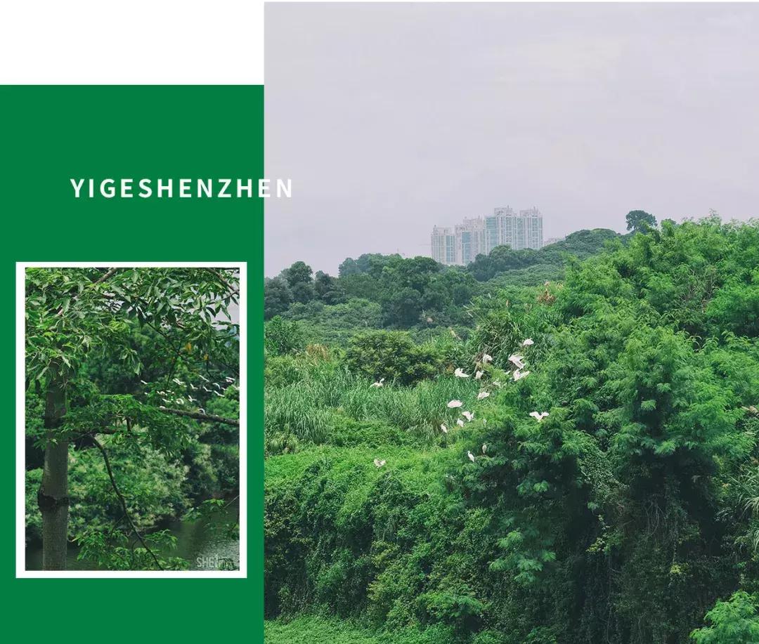 深圳市美美美,深圳最美免费水库