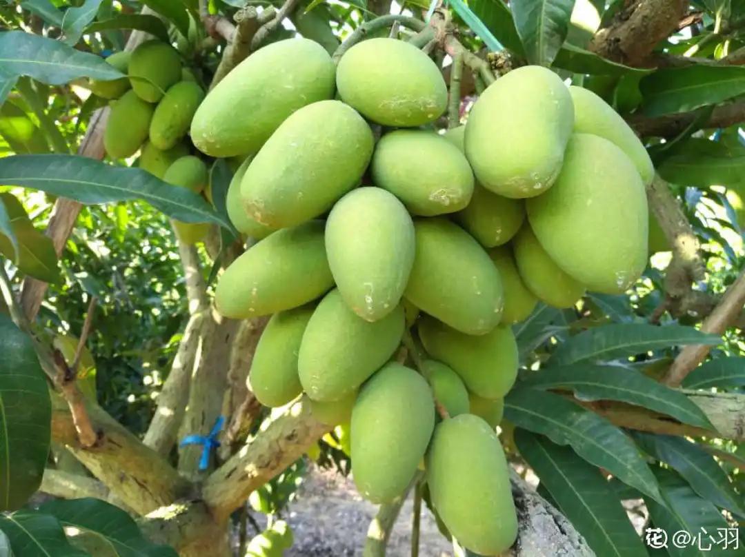 芒果核种芒果的过程,菠萝芒果核种植视频