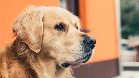 金毛狗狗的优点和缺点,金毛的优点和缺点